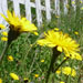 Startup Dandelion Gardeners Pursue Bold Dream